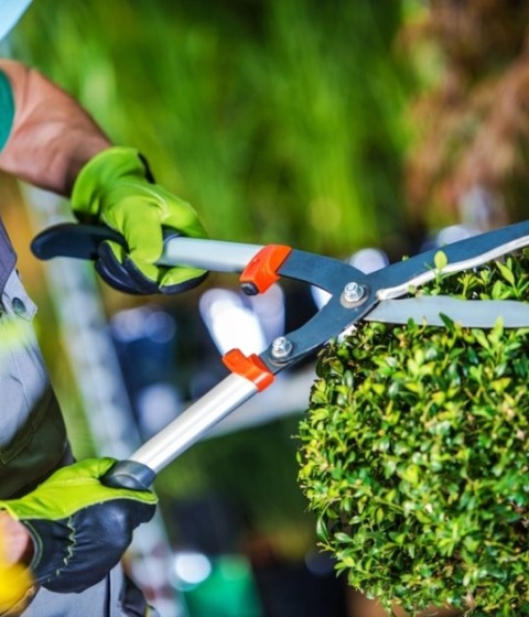 Curso de Operario en Jardinería, Viveros, y Zonas Verdes