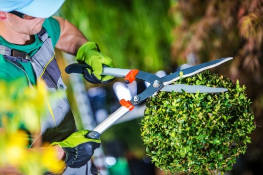 Curso de Operario en Jardinería, Viveros, y Zonas Verdes